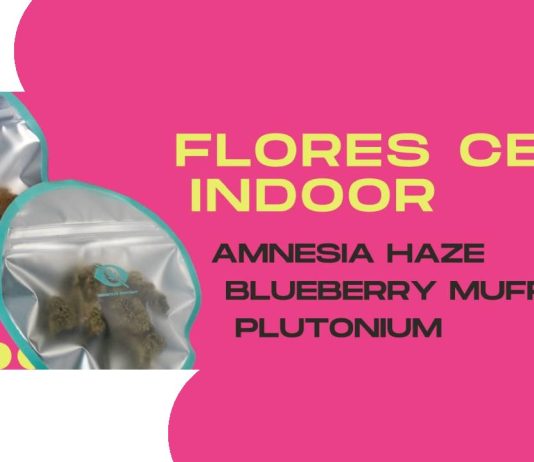 KEMA impulsa una selección de flores CBD centrada en aroma y calidad KEMA impulsa una selección de flores CBD centrada en aroma y calidad