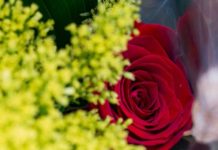 La Casa de la Arquitectura celebra Sant Jordi con una jornada familiar La Casa de la Arquitectura celebra Sant Jordi con una jornada familiar