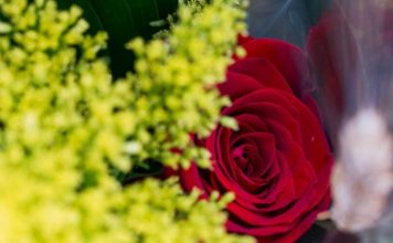 La Casa de la Arquitectura celebra Sant Jordi con una jornada familiar