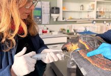 Más de 60 rescates de fauna marina en el litoral en solo tres meses Más de 60 rescates de fauna marina en el litoral en solo tres meses