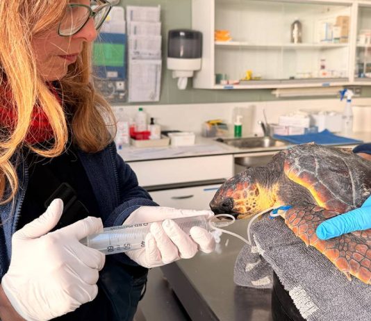 Más de 60 rescates de fauna marina en el litoral en solo tres meses Más de 60 rescates de fauna marina en el litoral en solo tres meses