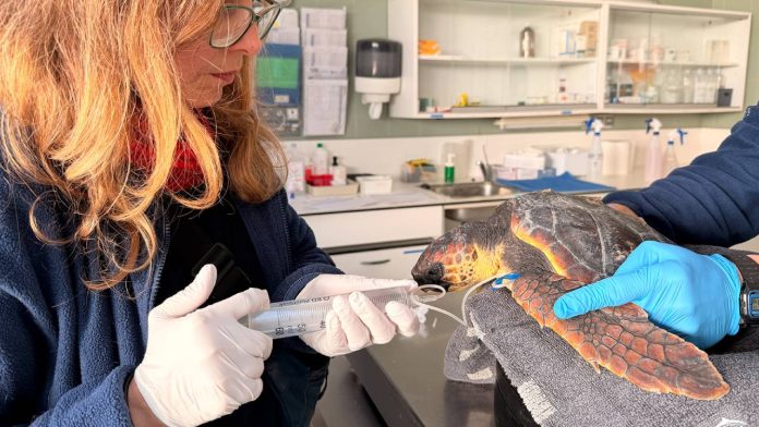 Más de 60 rescates de fauna marina en el litoral en solo tres meses