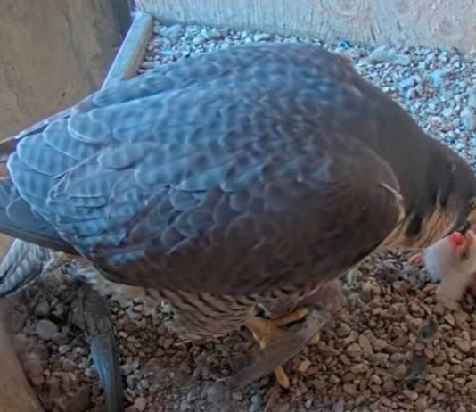 Nacen los primeros halcones de la temporada en la Sagrada Familia Nacen los primeros halcones de la temporada en la Sagrada Familia