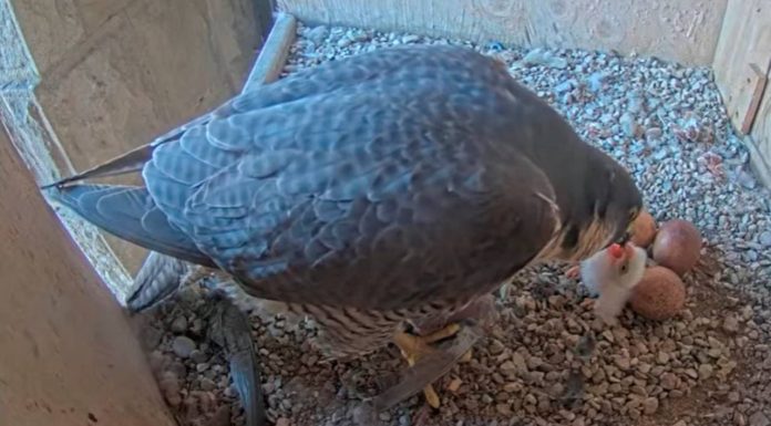 Nacen los primeros halcones de la temporada en la Sagrada Familia Nacen los primeros halcones de la temporada en la Sagrada Familia