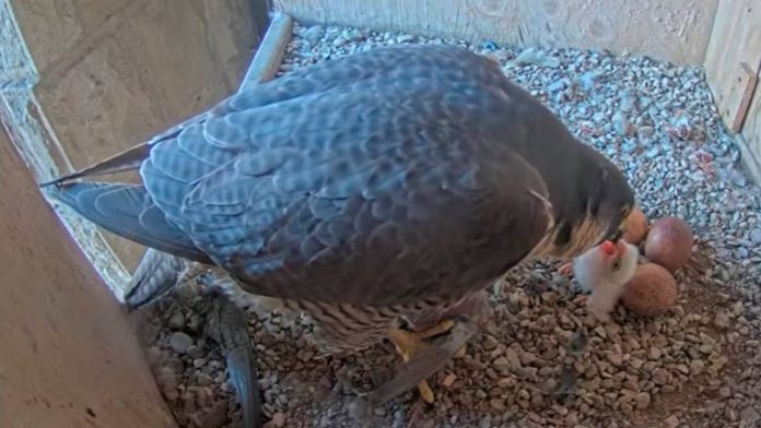 Nacen los primeros halcones de la temporada en la Sagrada Familia