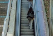 Renovación de las escaleras mecánicas de la calle Claudi Sabadell Renovación de las escaleras mecánicas de la calle Claudi Sabadell