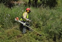 Activado el plan de mantenimiento forestal para prevenir incendios en Collserola Activado el plan de mantenimiento forestal para prevenir incendios en Collserola