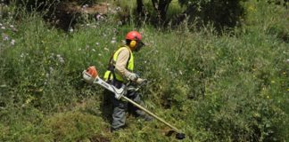 Activado el plan de mantenimiento forestal para prevenir incendios en Collserola Activado el plan de mantenimiento forestal para prevenir incendios en Collserola