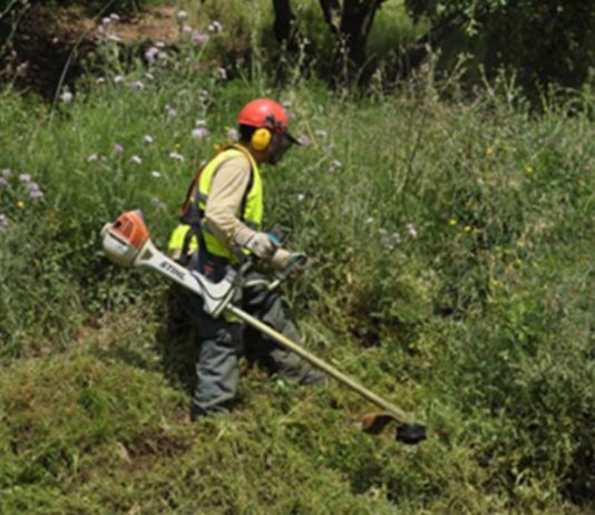 Activado el plan de mantenimiento forestal para prevenir incendios en Collserola Activado el plan de mantenimiento forestal para prevenir incendios en Collserola