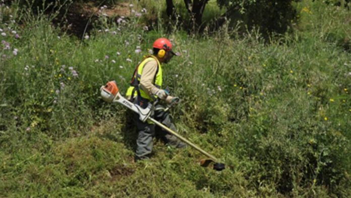Activado el plan de mantenimiento forestal para prevenir incendios en Collserola