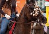 Barcelona abre la puerta a eliminar el uso de animales en los “Tres Tombs”