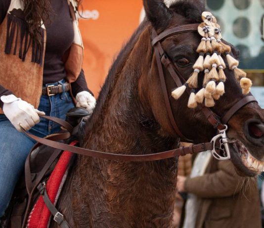 Barcelona abre la puerta a eliminar el uso de animales en los “Tres Tombs” Barcelona abre la puerta a eliminar el uso de animales en los Tres Tombs
