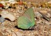 Barcelona registra una nueva especie de mariposa y alcanza las 52 en la ciudad Barcelona registra una nueva especie de mariposa y alcanza las 52 en la ciudad