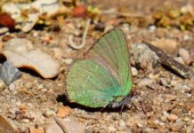 Barcelona registra una nueva especie de mariposa y alcanza las 52 en la ciudad Barcelona registra una nueva especie de mariposa y alcanza las 52 en la ciudad