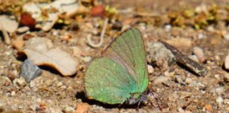 Barcelona registra una nueva especie de mariposa y alcanza las 52 en la ciudad Barcelona registra una nueva especie de mariposa y alcanza las 52 en la ciudad
