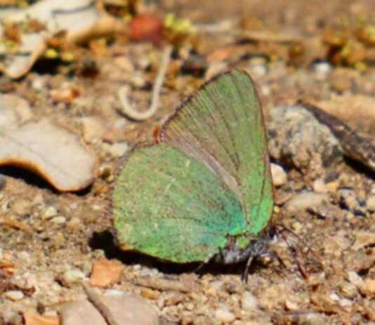 Barcelona registra una nueva especie de mariposa y alcanza las 52 en la ciudad Barcelona registra una nueva especie de mariposa y alcanza las 52 en la ciudad