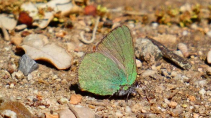 Barcelona registra una nueva especie de mariposa y alcanza las 52 en la ciudad