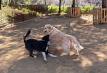 El Pla Endreça impulsa la renovación de zonas para perros en toda la ciudad El Pla Endreça impulsa la renovación de zonas para perros en toda la ciudad