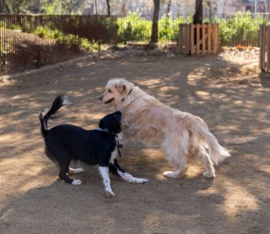 El Pla Endreça impulsa la renovación de zonas para perros en toda la ciudad El Pla Endreça impulsa la renovación de zonas para perros en toda la ciudad