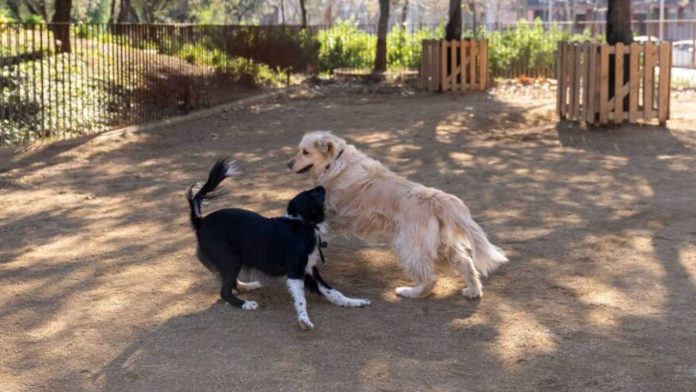 El Pla Endreça impulsa la renovación de zonas para perros en toda la ciudad