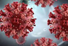 Claves del hantavirus: origen, síntomas y formas de contagio Claves del hantavirus: origen, síntomas y formas de contagio