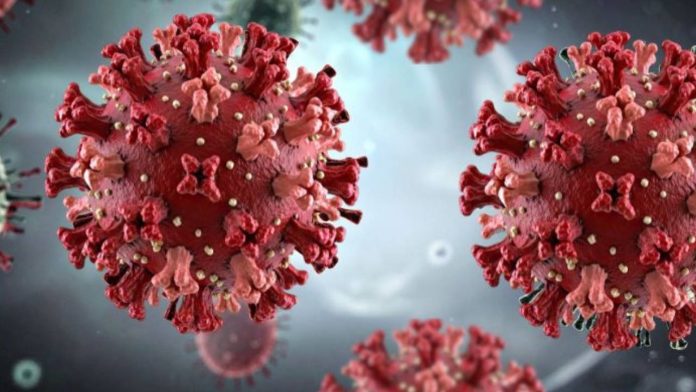 Claves del hantavirus: origen, síntomas y formas de contagio