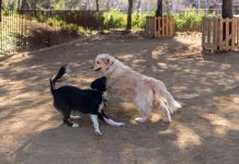 El Pla Endreça impulsa la renovación de zonas para perros en toda la ciudad