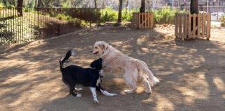 El Pla Endreça impulsa la renovación de zonas para perros en toda la ciudad