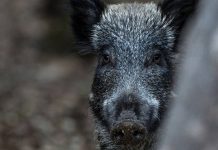 El Gobierno refuerza el control de la peste porcina africana El Gobierno refuerza el control de la peste porcina africana