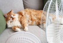 Catalunya afronta una intensa ola de calor con riesgo extremo de incendios Catalunya afronta una intensa ola de calor con riesgo extremo de incendios