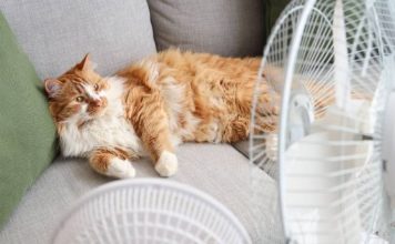 Catalunya afronta una intensa ola de calor con riesgo extremo de incendios Catalunya afronta una intensa ola de calor con riesgo extremo de incendios