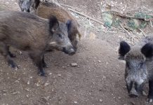 Collserola seguirá cerrada hasta otoño mientras Barcelona mantiene las restricciones por la peste porcina africana Collserola seguirá cerrada hasta otoño mientras Barcelona mantiene las restricciones por la peste porcina africana