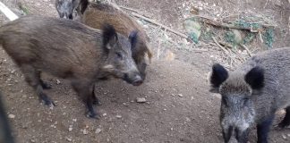 Collserola seguirá cerrada hasta otoño mientras Barcelona mantiene las restricciones por la peste porcina africana Collserola seguirá cerrada hasta otoño mientras Barcelona mantiene las restricciones por la peste porcina africana