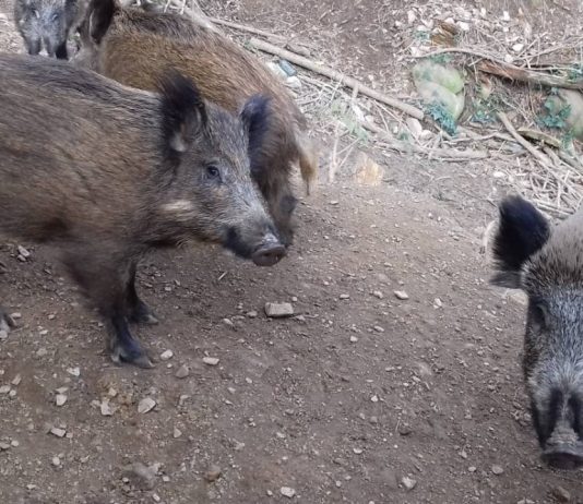 Collserola seguirá cerrada hasta otoño mientras Barcelona mantiene las restricciones por la peste porcina africana Collserola seguirá cerrada hasta otoño mientras Barcelona mantiene las restricciones por la peste porcina africana