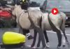 Dos burros obligan a cortar la ronda de Dalt tras irrumpir en la calzada Dos burros obligan a cortar la ronda de Dalt tras irrumpir en la calzada