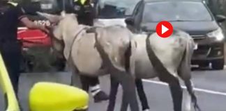 Dos burros obligan a cortar la ronda de Dalt tras irrumpir en la calzada Dos burros obligan a cortar la ronda de Dalt tras irrumpir en la calzada