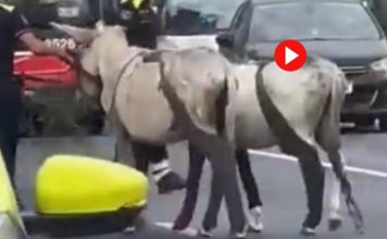 Dos burros obligan a cortar la ronda de Dalt tras irrumpir en la calzada Dos burros obligan a cortar la ronda de Dalt tras irrumpir en la calzada
