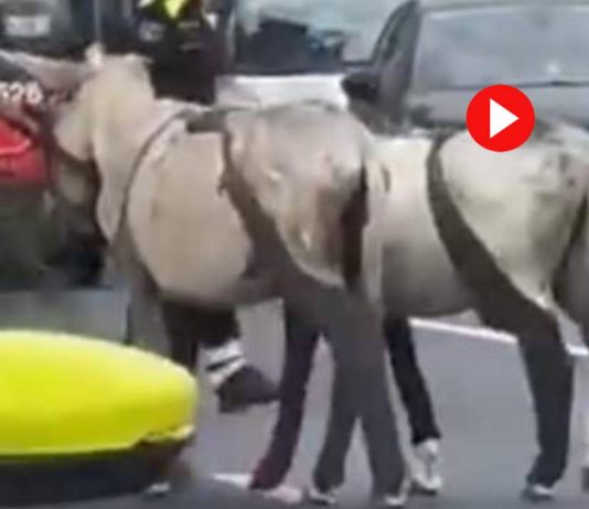 Dos burros obligan a cortar la ronda de Dalt tras irrumpir en la calzada Dos burros obligan a cortar la ronda de Dalt tras irrumpir en la calzada