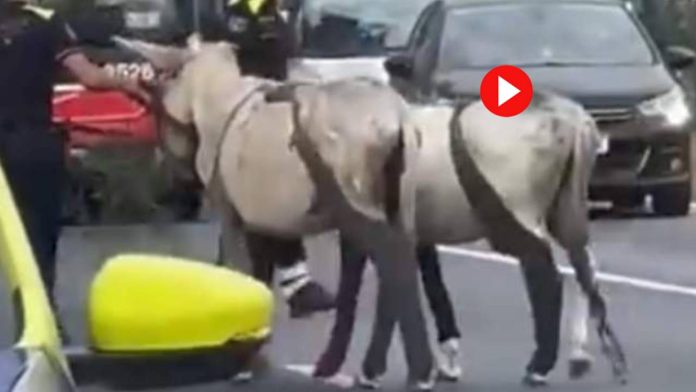 Dos burros obligan a cortar la ronda de Dalt tras irrumpir en la calzada Dos burros obligan a cortar la ronda de Dalt tras irrumpir en la calzada