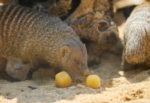 El Zoo de Barcelona activa medidas especiales para proteger a los animales frente al calor El Zoo de Barcelona activa medidas especiales para proteger a los animales frente al calor