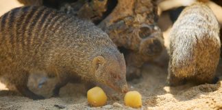 El Zoo de Barcelona activa medidas especiales para proteger a los animales frente al calor El Zoo de Barcelona activa medidas especiales para proteger a los animales frente al calor
