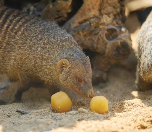 El Zoo de Barcelona activa medidas especiales para proteger a los animales frente al calor El Zoo de Barcelona activa medidas especiales para proteger a los animales frente al calor
