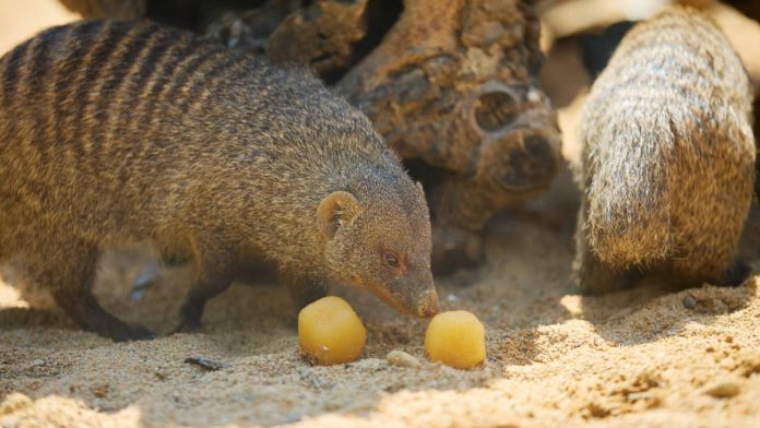 El Zoo de Barcelona activa medidas especiales para proteger a los animales frente al calor El Zoo de Barcelona activa medidas especiales para proteger a los animales frente al calor
