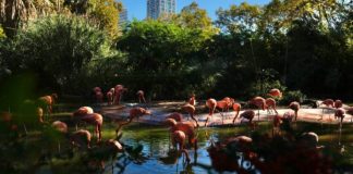 El Zoo de Barcelona avanza en el proyecto Bioscope con cinco equipos finalistas El Zoo de Barcelona avanza en el proyecto Bioscope con cinco equipos finalistas