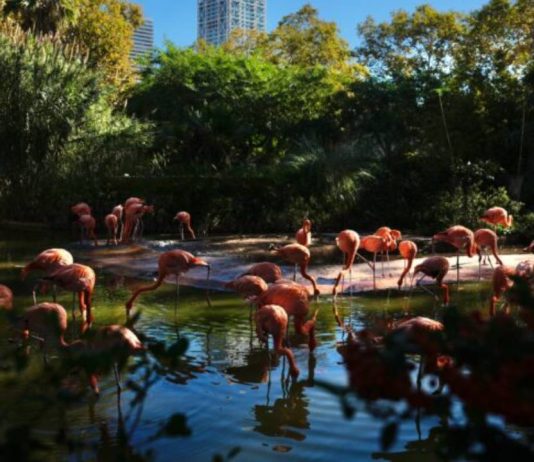 El Zoo de Barcelona avanza en el proyecto Bioscope con cinco equipos finalistas El Zoo de Barcelona avanza en el proyecto Bioscope con cinco equipos finalistas