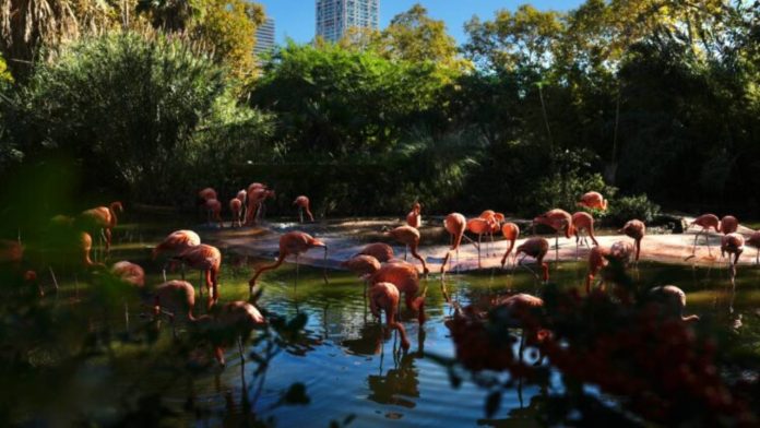 El Zoo de Barcelona avanza en el proyecto Bioscope con cinco equipos finalistas El Zoo de Barcelona avanza en el proyecto Bioscope con cinco equipos finalistas