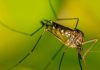 Evitar la reproducción del mosquito tigre es clave para proteger la salud pública Evitar la reproducción del mosquito tigre es clave para proteger la salud pública