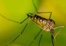 Evitar la reproducción del mosquito tigre es clave para proteger la salud pública Evitar la reproducción del mosquito tigre es clave para proteger la salud pública