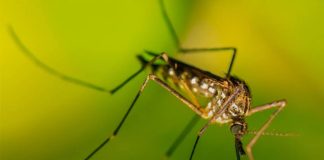 Evitar la reproducción del mosquito tigre es clave para proteger la salud pública Evitar la reproducción del mosquito tigre es clave para proteger la salud pública