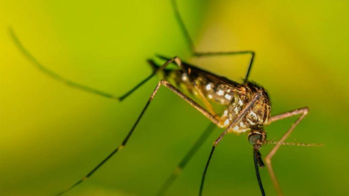 Evitar la reproducción del mosquito tigre es clave para proteger la salud pública